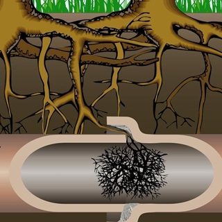 root-removal-pretoria-north