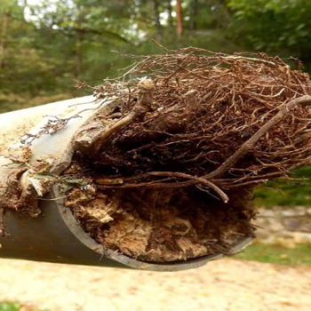 root-removal-with-hydro-jetting-pretoria